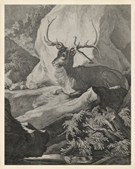 Woodland Deer VIII