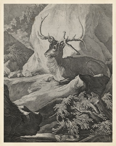 Woodland Deer VIII