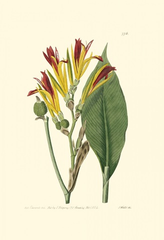 Antique Canna I