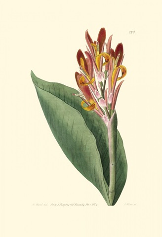 Antique Canna III