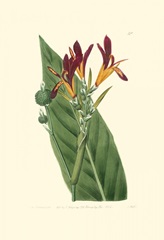 Antique Canna IV