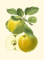 Antique Green Apple