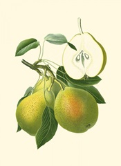 Antique Green Pear