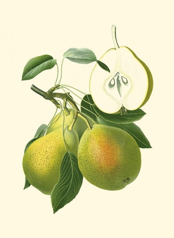 Antique Green Pear