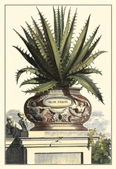 Antique Munting Aloe I