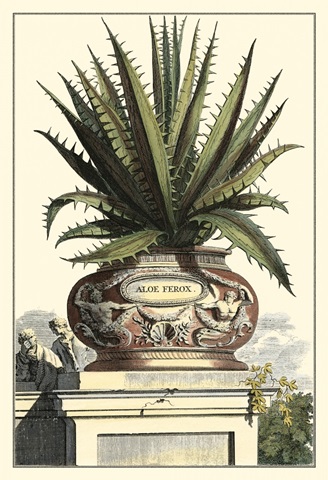 Antique Munting Aloe I