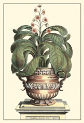 Antique Munting Aloe II