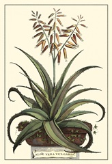 Antique Munting Aloe III