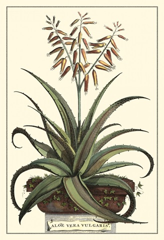 Antique Munting Aloe III