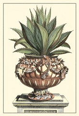 Antique Munting Aloe IV