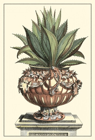 Antique Munting Aloe IV