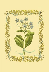 Borage