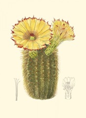 Curtis Flowering Cactus I