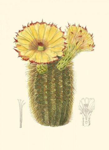 Curtis Flowering Cactus I