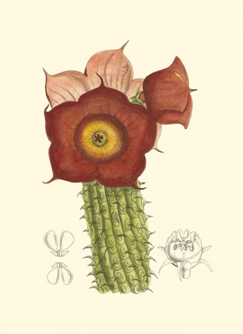 Curtis Flowering Cactus II