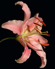 Dream Lilies II