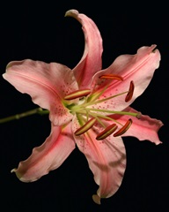 Dream Lilies IV