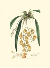 Elegant Orchid I