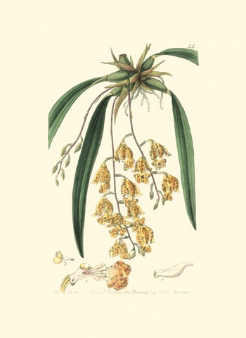 Elegant Orchid I