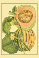 Exotic Melons IV
