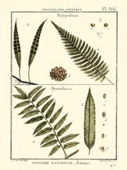 Fern Classification I