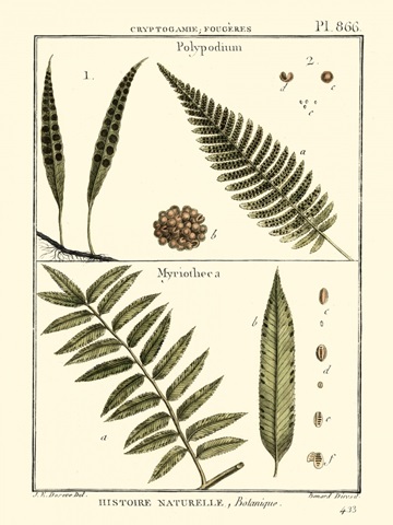 Fern Classification I