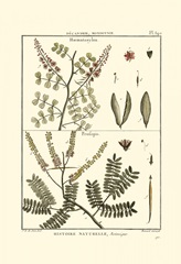 Fern Classification II