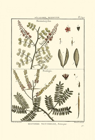 Fern Classification II
