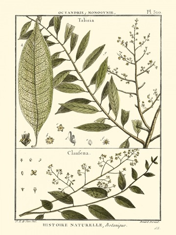 Fern Classification III