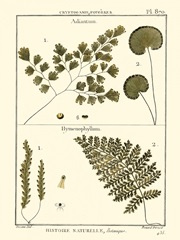 Fern Classification IV