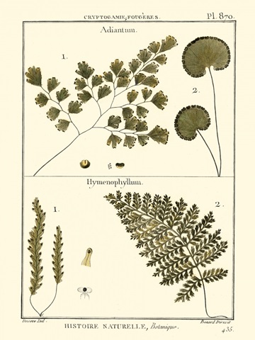 Fern Classification IV