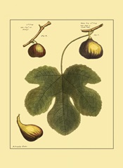 Fig Leaf I