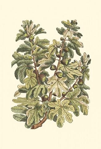 Fig Tree Branch