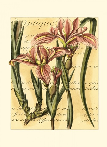 French Iris