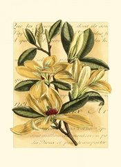 French Magnolia