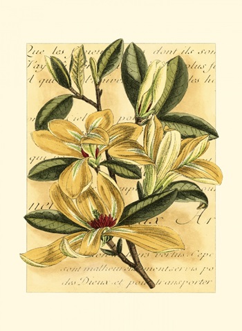 French Magnolia