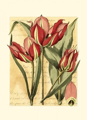 French Tulip