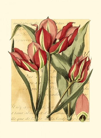 French Tulip