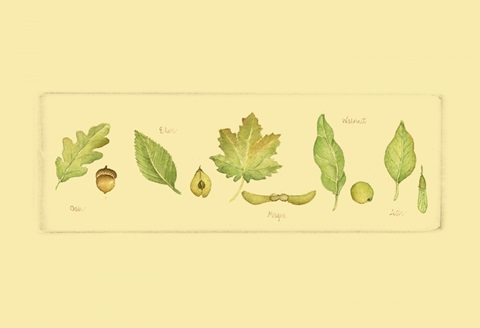 Leaves and Seeds I