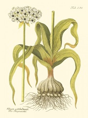 Allium, Pl. 258