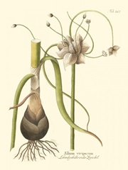 Allium, Pl. 261