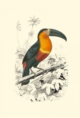 Birds of Costa Rica I