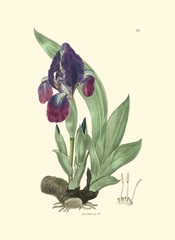 Elegant Iris I