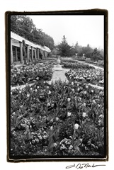 Garden Elegance VIII