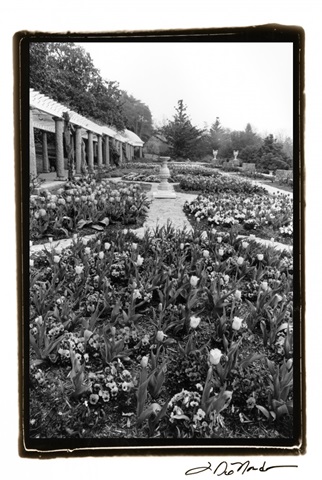 Garden Elegance VIII