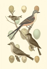 British Birds and Eggs I