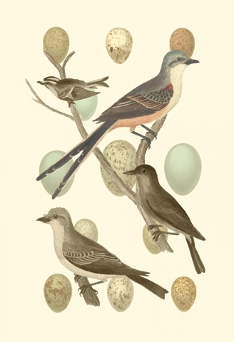British Birds and Eggs I