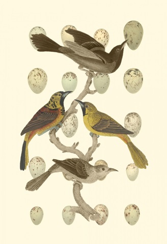 British Birds and Eggs II