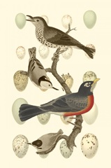 British Birds and Eggs III