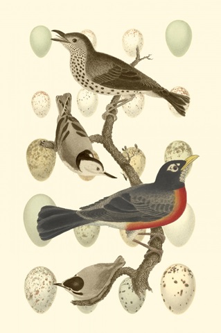 British Birds and Eggs III